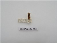 藏品(暗褐斑苔蛾)的圖片